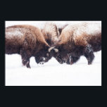 Buffeltoonafspelen Poster<br><div class="desc">Bufalloes spelen in de winter in Yellowstone.</div>