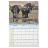 Buffle Calendar Buffalo Animal-kalender Kalender (Jan 2027)