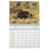 Buffle Calendar Buffalo Animal-kalender Kalender (Feb 2027)