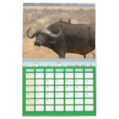 Buffle Calendar Buffalo Animal-kalender Kalender (Mar 2027)