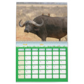 Buffle Calendar Buffalo Animal-kalender Kalender (Mar 2026)