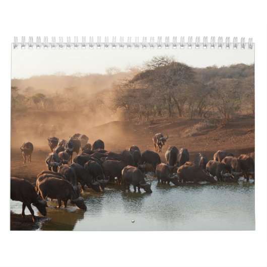 Buffle Calendar Buffalo Animal-kalender Kalender (Hoes)