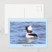 Bufflehead Duck Briefkaart (Voorkant / Achterkant)