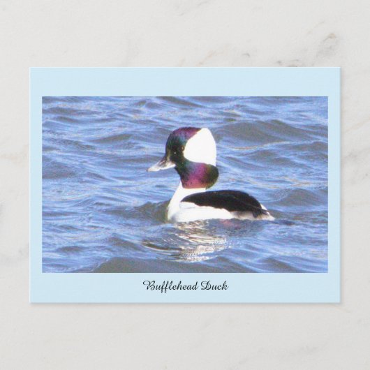 Bufflehead Duck Briefkaart (Voorkant)
