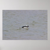 Bufflehead Duck Photo Poster (Voorkant)
