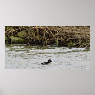 Bufflehead Duck Photo Poster