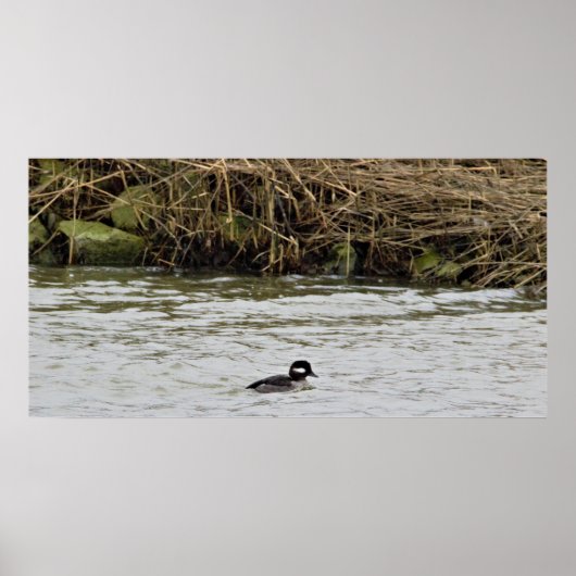 Bufflehead Duck Photo Poster (Voorkant)