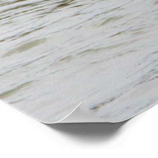 Bufflehead Duck Photo Poster (Hoek)