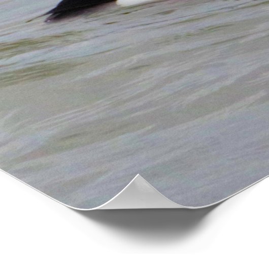 Bufflehead Duck Photo Poster (Hoek)