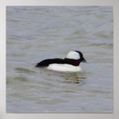 Bufflehead Duck Photo Poster (Voorkant)