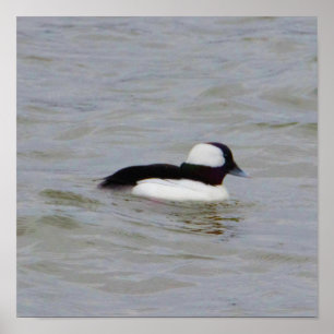 Bufflehead Duck Photo Poster