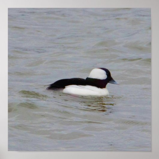 Bufflehead Duck Photo Poster (Voorkant)