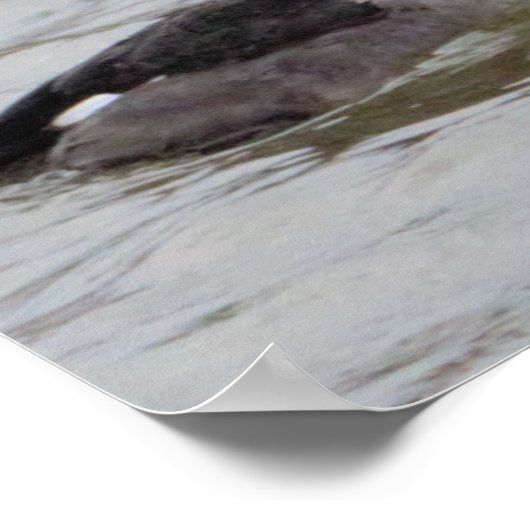 Bufflehead Duck Photo Poster (Hoek)