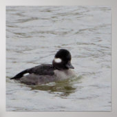 Bufflehead Duck Photo Poster (Voorkant)