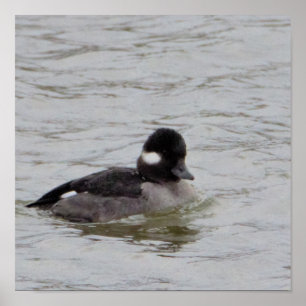 Bufflehead Duck Photo Poster
