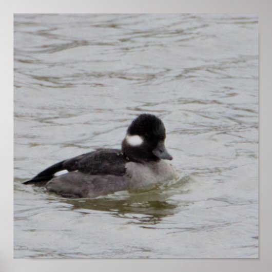Bufflehead Duck Photo Poster (Voorkant)