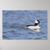 Bufflehead Duck Poster (Voorkant)