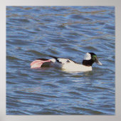 Bufflehead Duck Poster (Voorkant)