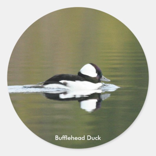 Bufflehead Duck stickers (Voorkant)