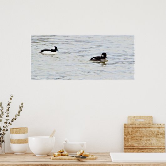 Bufflehead Ducks Photo Poster (Keuken)