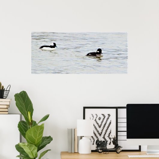 Bufflehead Ducks Photo Poster (Thuiskantoor)