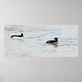Bufflehead Ducks Photo Poster (Voorkant)