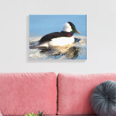 Bufflehead Eend Premium Verpakt Canvas (Glans) (Insitu (Woonkamer))