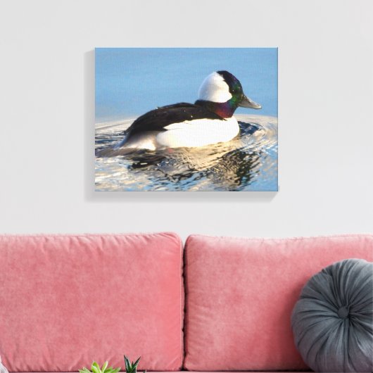 Bufflehead Eend Premium Verpakt Canvas (Glans) (Insitu (Woonkamer))