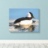Bufflehead Eend Premium Verpakt Canvas (Glans) (Insitu (Houten vloer))