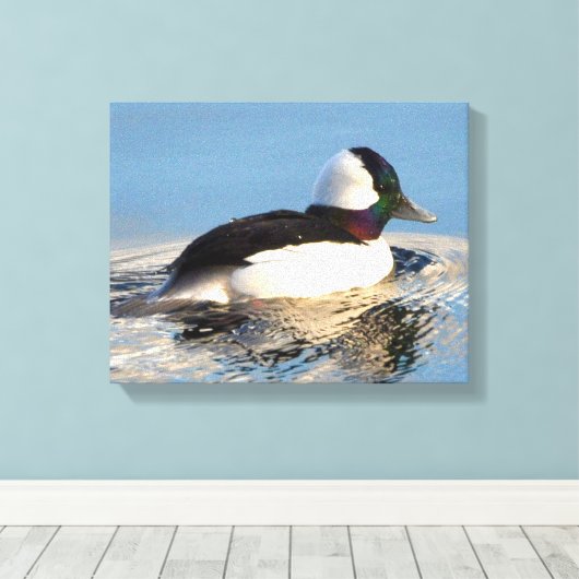 Bufflehead Eend Premium Verpakt Canvas (Glans) (Insitu (Houten vloer))