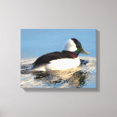 Bufflehead Eend Premium Verpakt Canvas (Glans) (Voorkant)