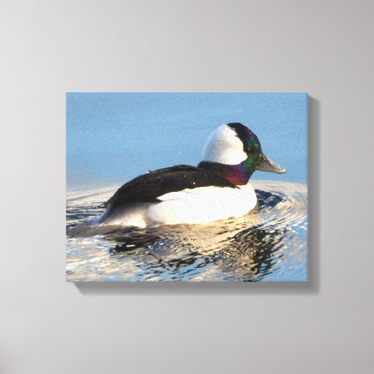 Bufflehead Eend Premium Verpakt Canvas (Glans) (Voorkant)