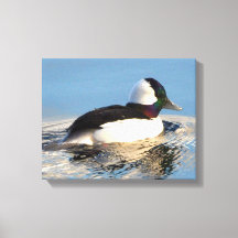 Bufflehead Eend Premium Verpakt Canvas (Glans)