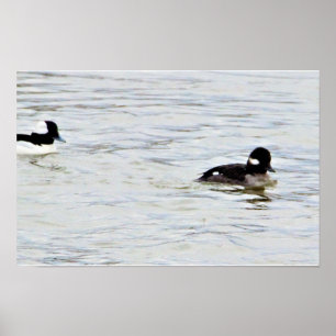 Bufflehead Eenden Foto Poster