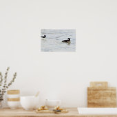 Bufflehead Eenden Foto Poster (Keuken)