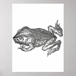 Bufo Rana ook bekend als Reuzenpad Poster