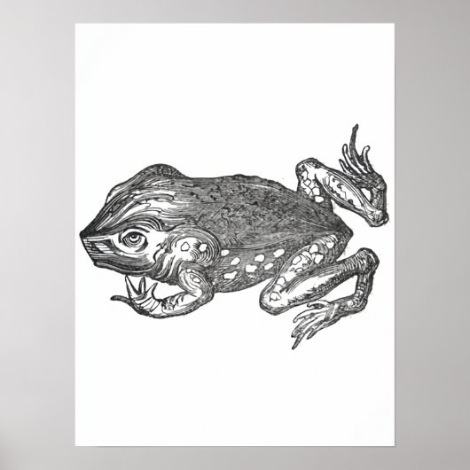 Bufo Rana ook bekend als Reuzenpad Poster (Voorkant)