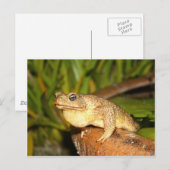 bufo the frog briefkaart (Voorkant / Achterkant)