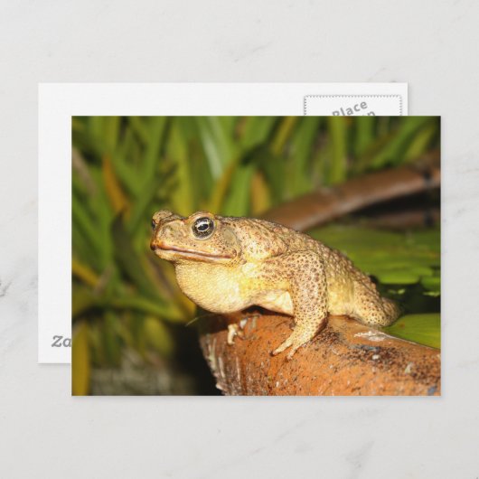 bufo the frog briefkaart (Voorkant / Achterkant)