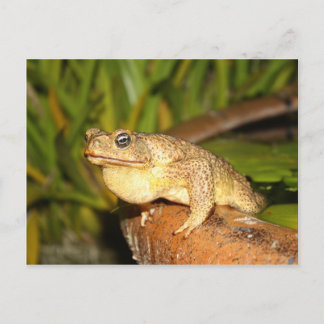 bufo the frog briefkaart