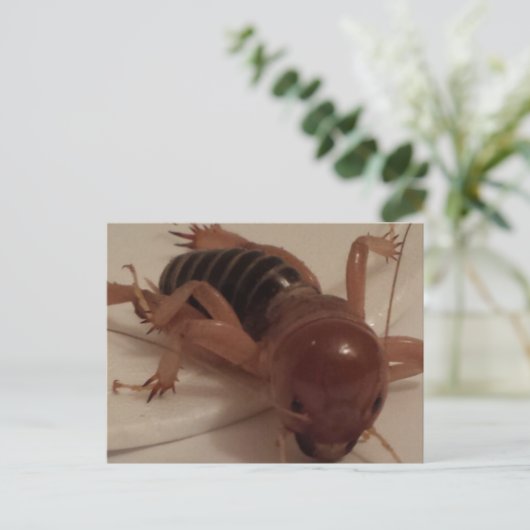 Bug 1 - opgeleide brainfart briefkaart (Staand voorkant)