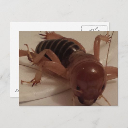 Bug 1 - opgeleide brainfart briefkaart (Voorkant / Achterkant)