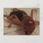 Bug 1 - opgeleide brainfart briefkaart (Voorkant)