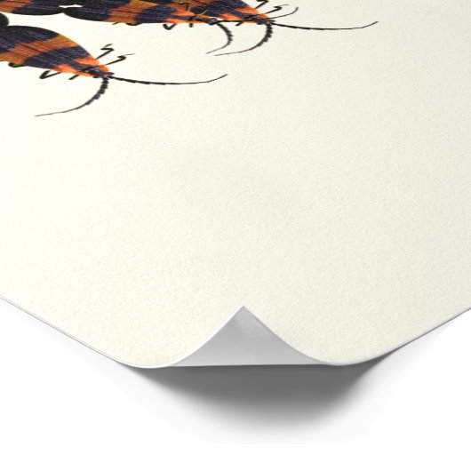 Bug Decor Insect of Bug Alfabet Educatief Poster (Hoek)