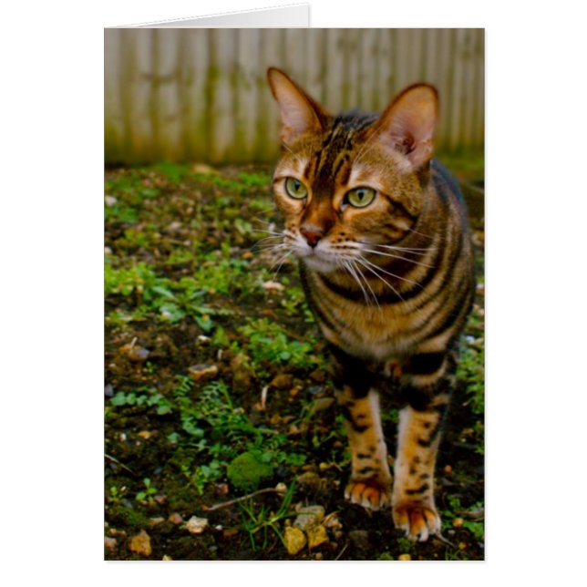 Bug Hunter (Voorkant)