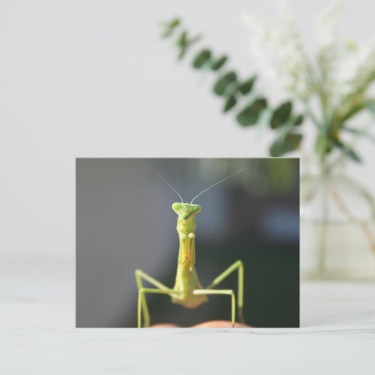 Bug je briefkaart (Staand voorkant)