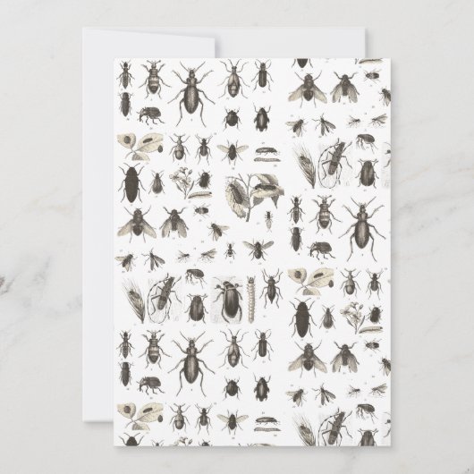 Bug of Insect Theme Birthday Party (Achterkant)