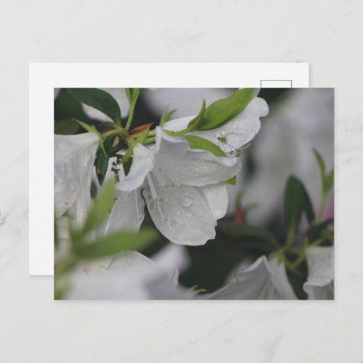 Bug op een Azalea Briefkaart (Voorkant / Achterkant)