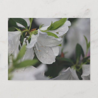 Bug op een Azalea Briefkaart