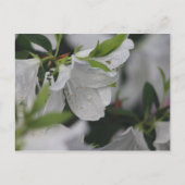 Bug op een Azalea Briefkaart (Voorkant)